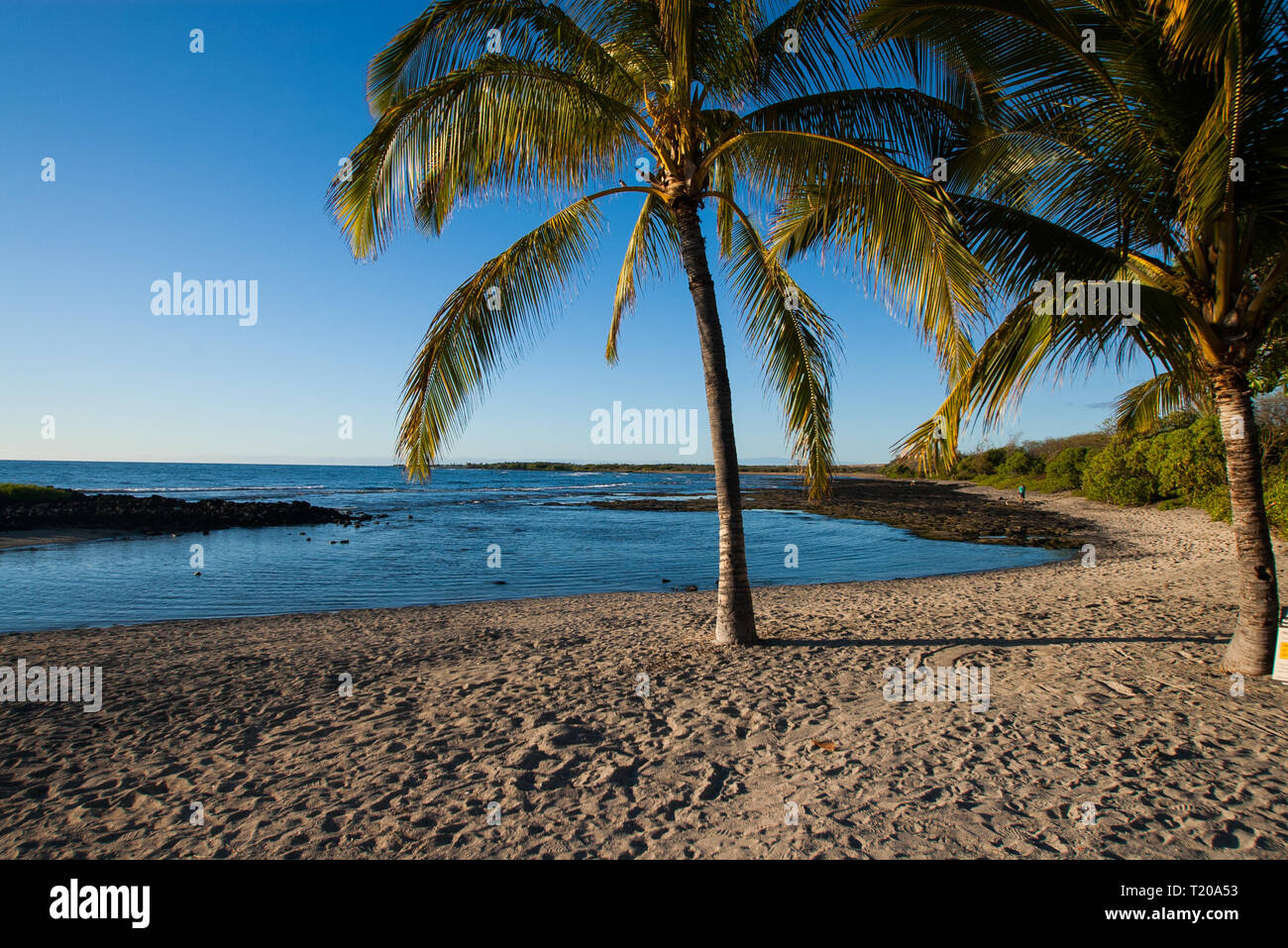 La spiaggia e le palme Foto Stock