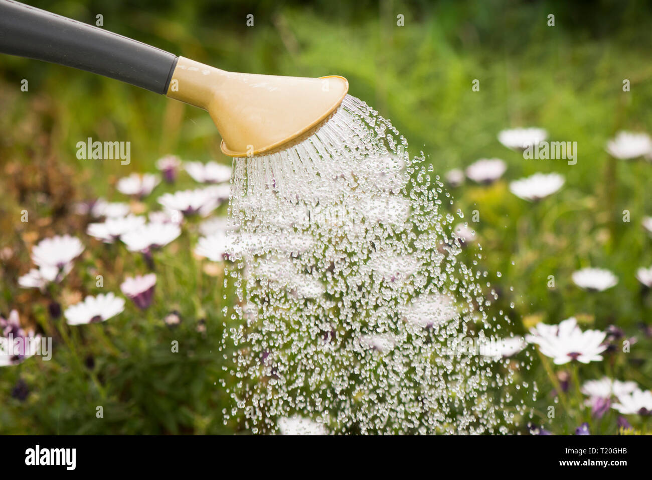 Dettaglio di Annaffiatoio in plastica, irrigazione margherite africana nel giardino mediterraneo. Foto Stock