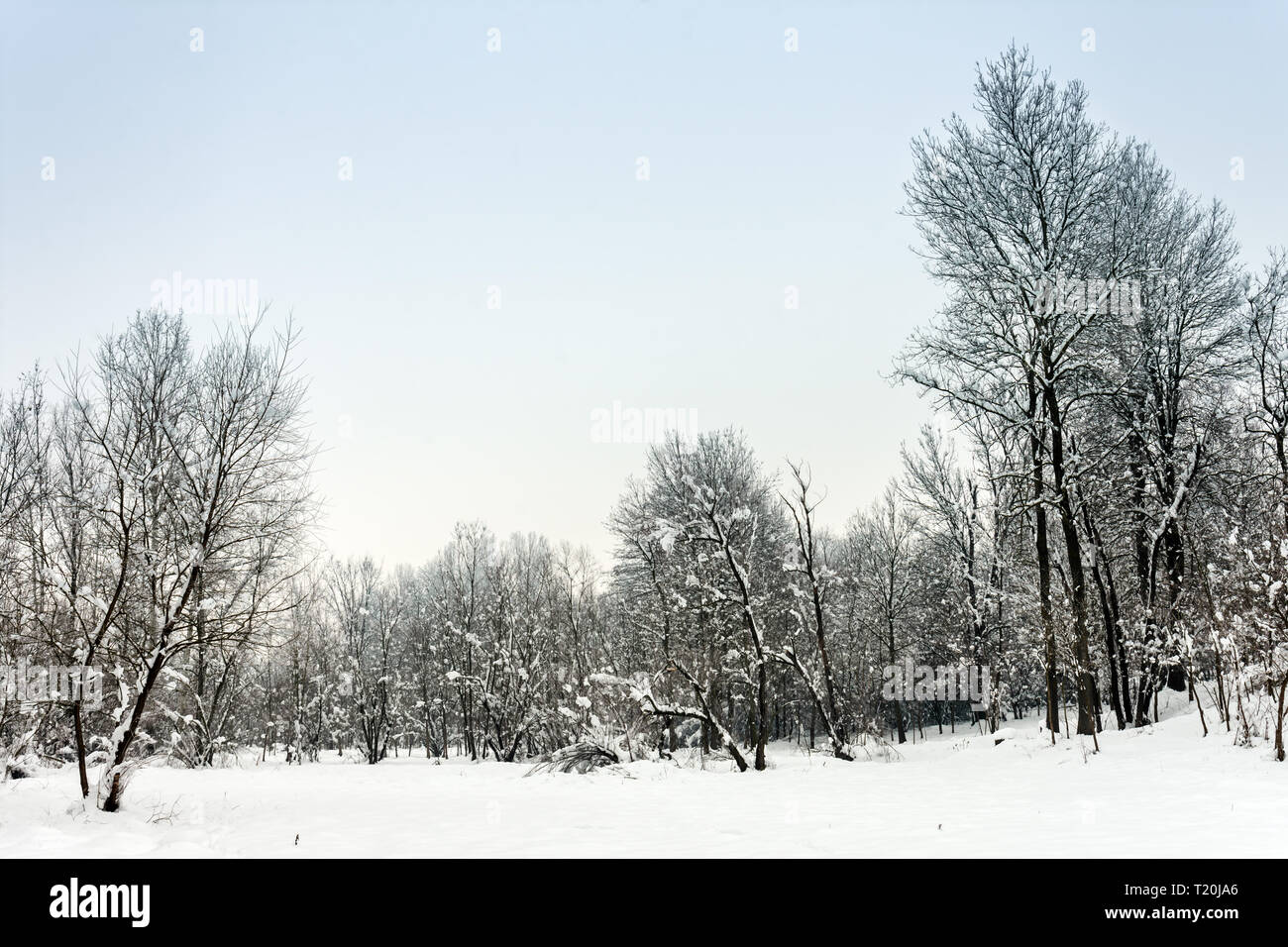 Paesaggio invernale in un parco di neve dopo un pesante bagnato di nevicata. Uno spesso strato di neve si trova sui rami di alberi. Foto Stock