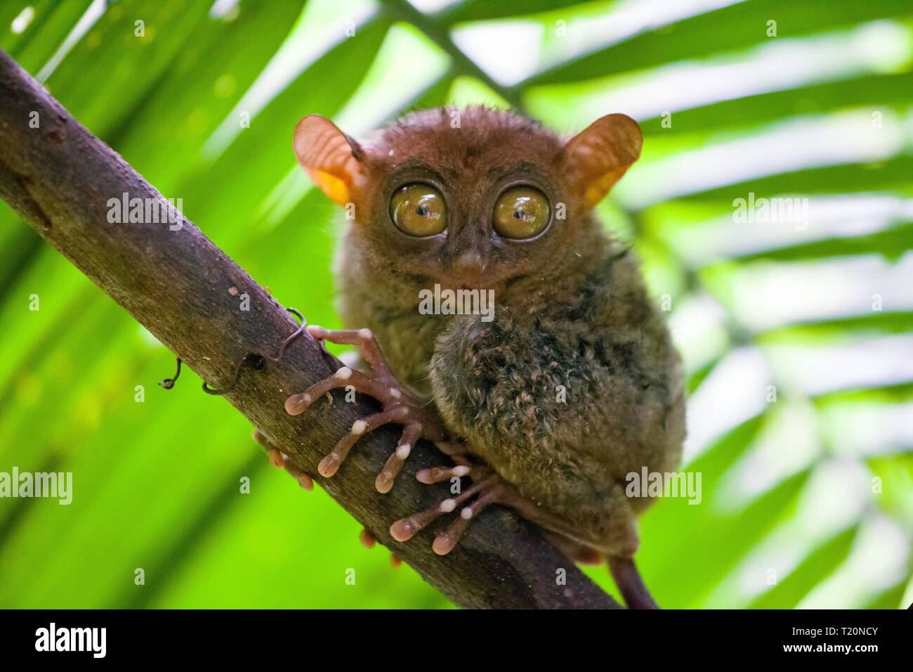 Phillipine Tarsier ,Tarsius Syrichta, il più piccolo al mondo primate carino Tarsius scimmia con grandi occhi seduto su un ramo con foglie verdi. A Bohol isla Foto Stock