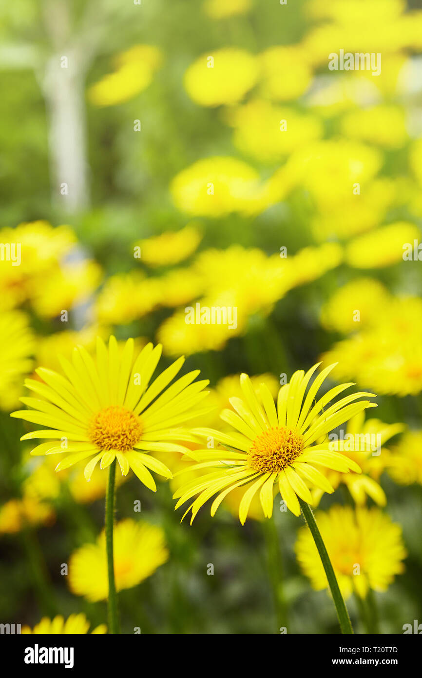 Il Doronicum orientale (Leopard's Bane). Stagione di fioritura e fiori perenni a inizio primavera del giardino. La bellezza della natura. Foto Stock