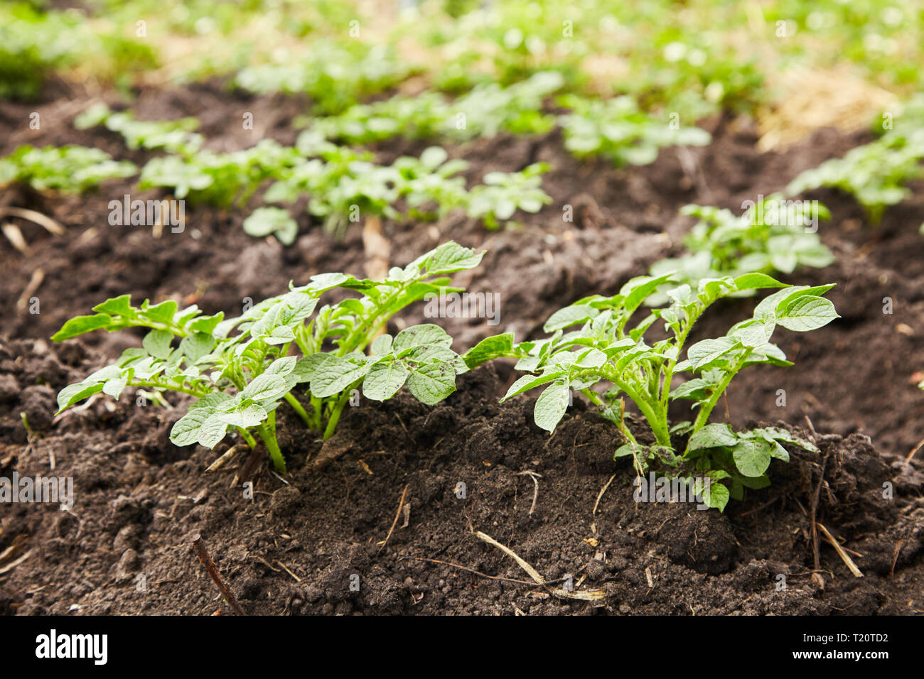 Piante di patata giovani in crescita su terreno in righe. Boccola di patate nel giardino. Sani e giovani pianta di patata in orto biologico. Foto Stock