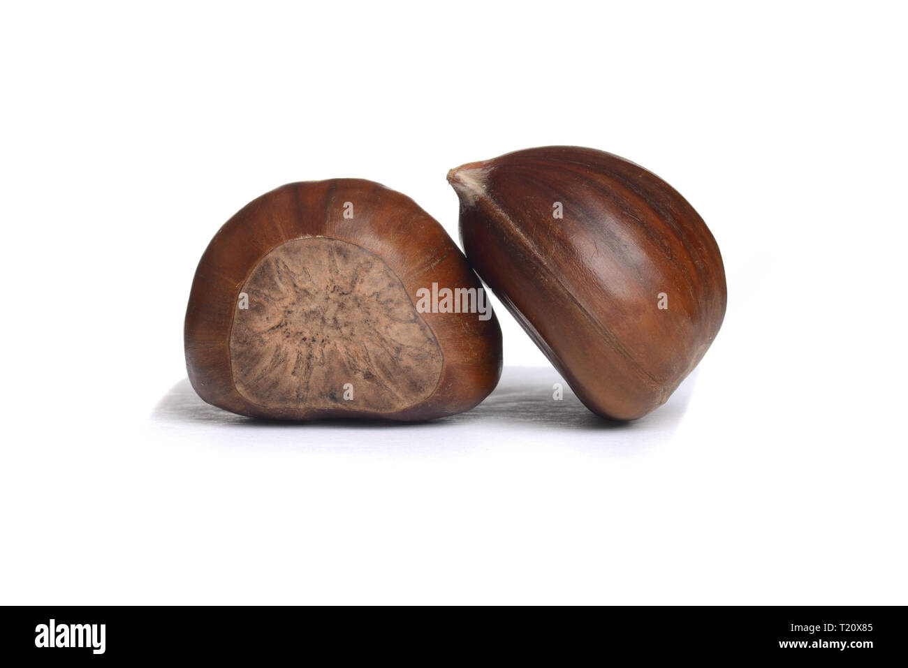 Primo piano due castagne fresche Foto Stock