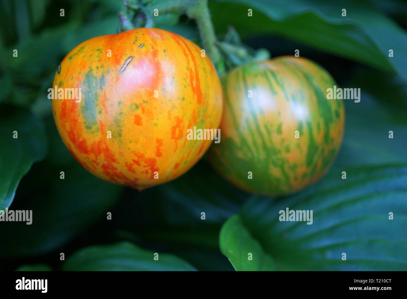 Pomodori Zebra sulla vite (cimelio di pomodori) Foto Stock