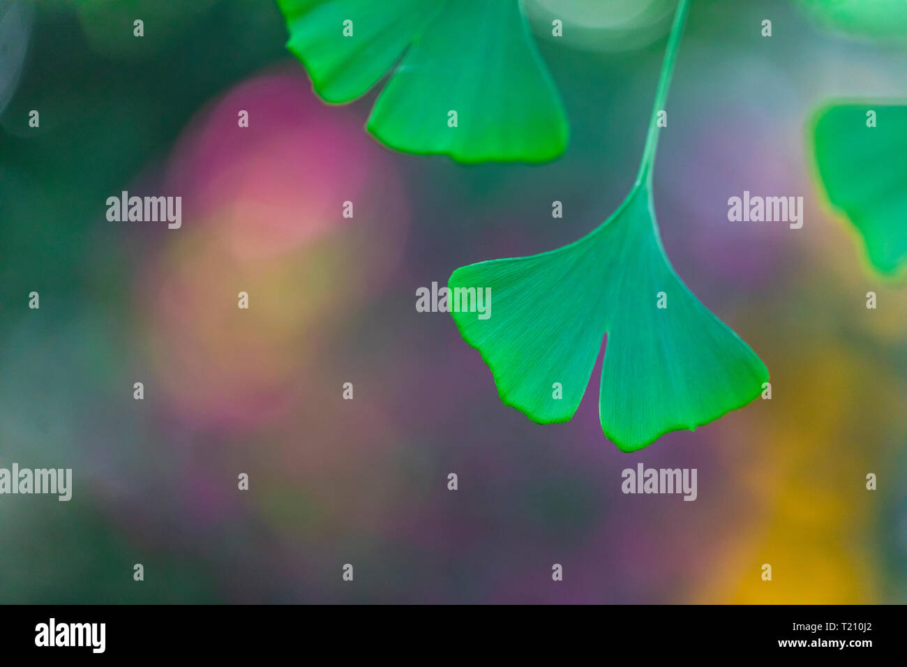 Foglie di Ginkgo, close-up Foto Stock