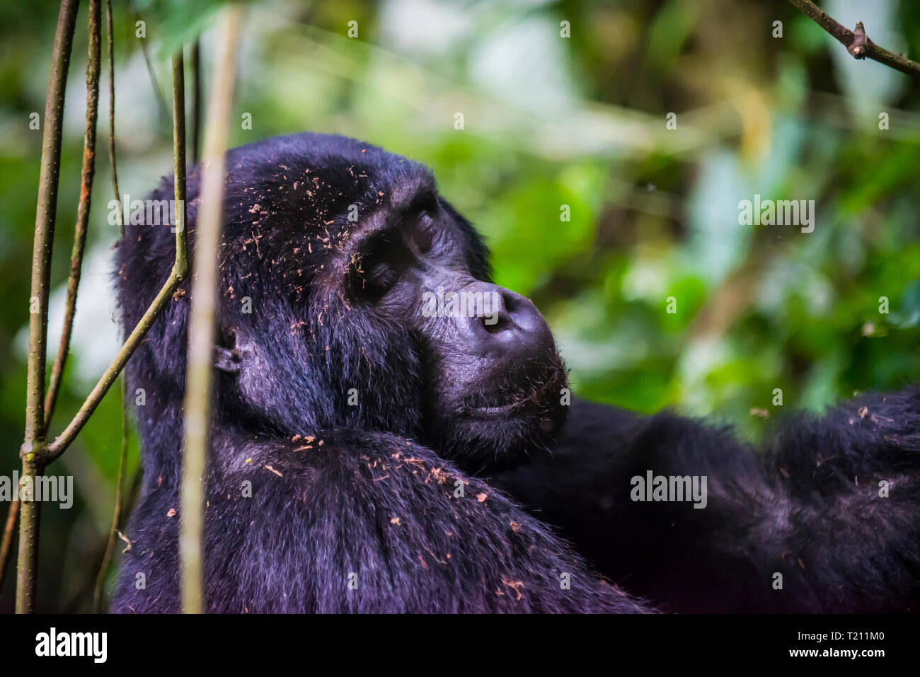 Africa, Uganda, gorilla di montagna, Gorilla beringei beringei, con gli occhi chiusi nel Parco nazionale impenetrabile di Bwindi Foto Stock