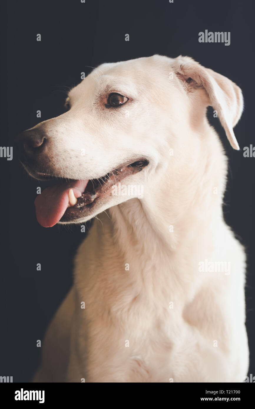 Ritratto colpo di testa di un Labrador retriever Foto Stock