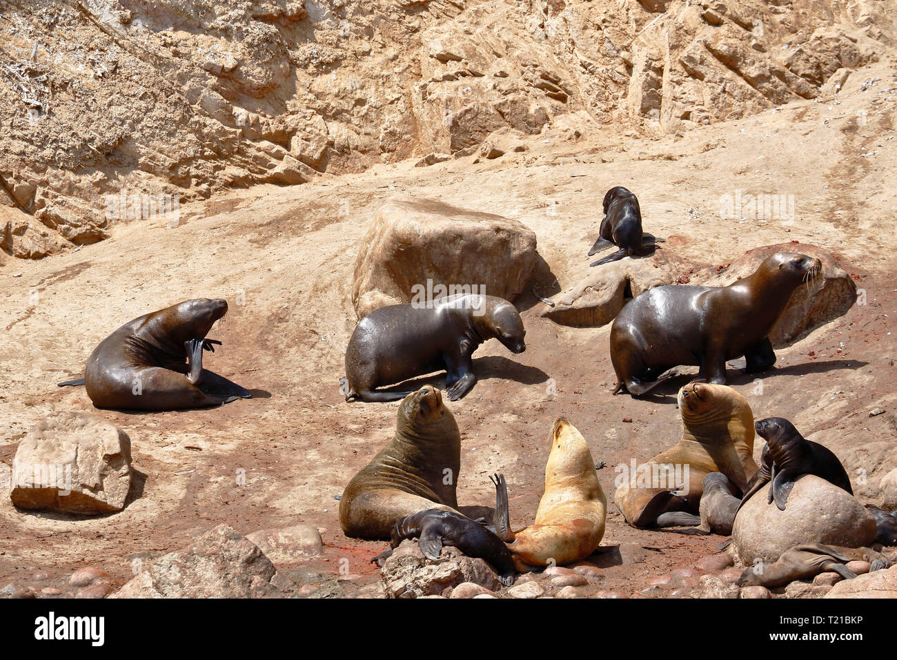 Wild colonia di leoni di mare (Otaria flavescens) sulla riva delle Isole Ballestas in Paracas, Perù. Foto Stock