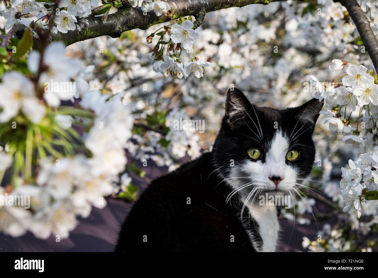 Londra, UK, 30 marzo 2019. Roly il gatto si siede amongs il fiore all'inizio di un unseasonally calda giornata nella capitale, con temperature che dovrebbero raggiungere 18 gradi. (C) Paolo Swinney/Alamy Live News Foto Stock