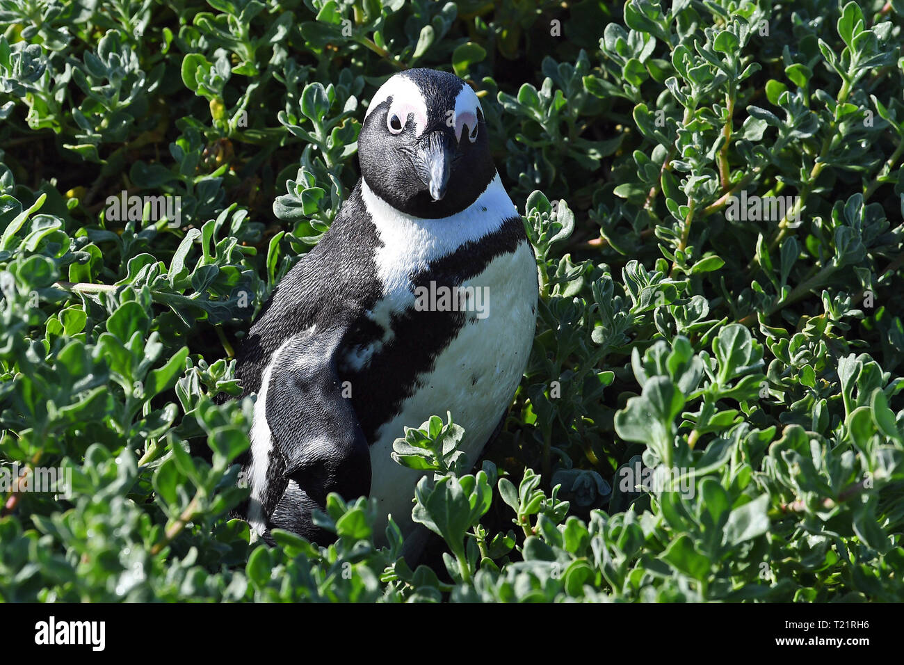 Cape Town, Sud Africa. 30 Mar, 2019. Un pinguino africano è visto al punto pietroso nella Riserva Naturale del Betty's Bay, provincia del Capo Occidentale, Sud Africa, 30 marzo 2019. Il punto pietroso nella Riserva Naturale del Betty's Bay, dove più di 3.600 pinguini posatoio, offre al pubblico la possibilità di osservare i pinguini africani da vicino tramite il Boardwalk e altre misure di isolamento. Credito: Chen Cheng/Xinhua/Alamy Live News Foto Stock