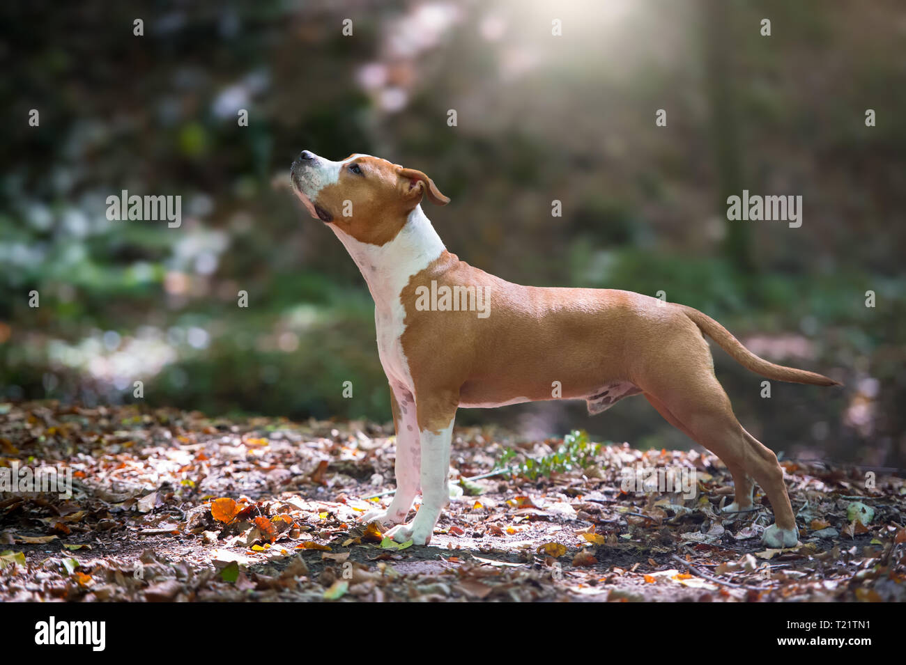 American Staffordshire Terrier cucciolo giocando nella foresta. Foto Stock