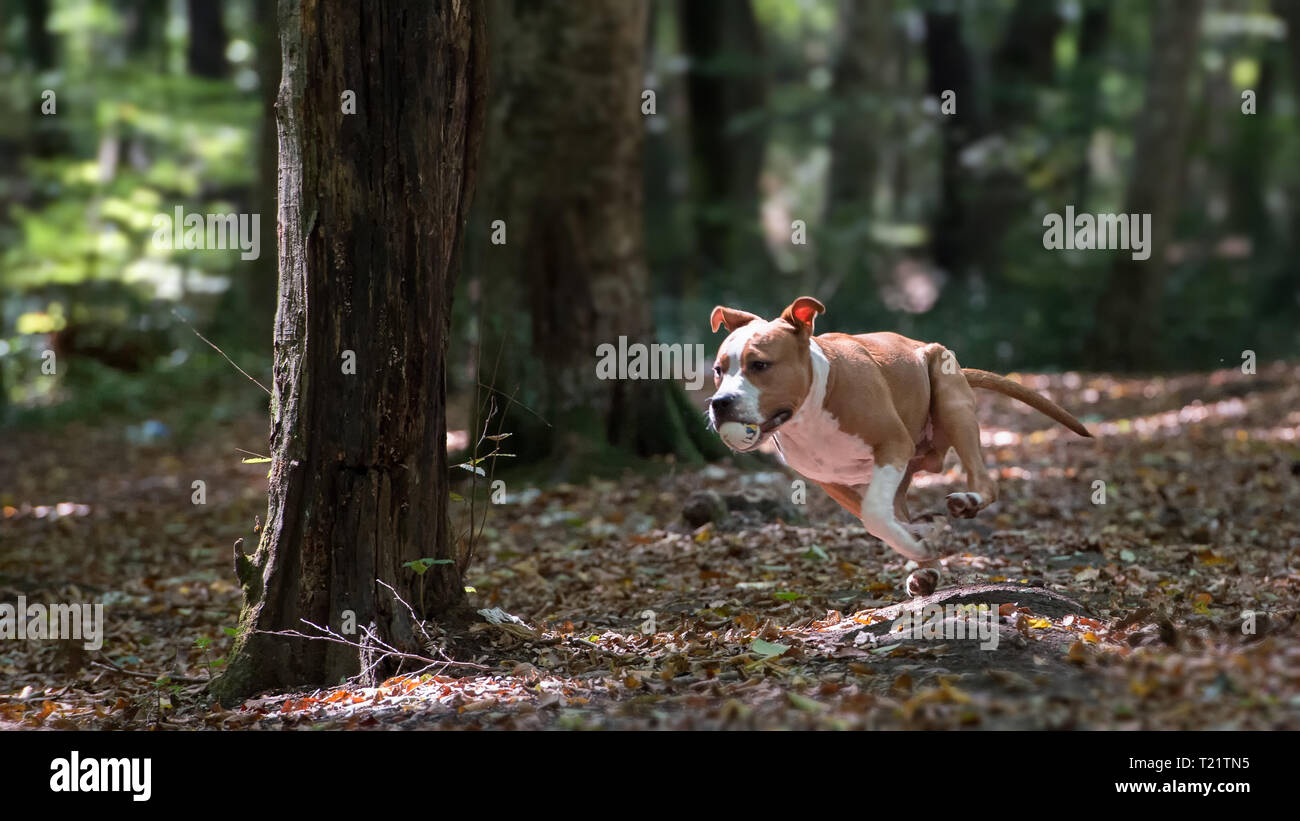 American Staffordshire Terrier cucciolo giocando nella foresta. Foto Stock