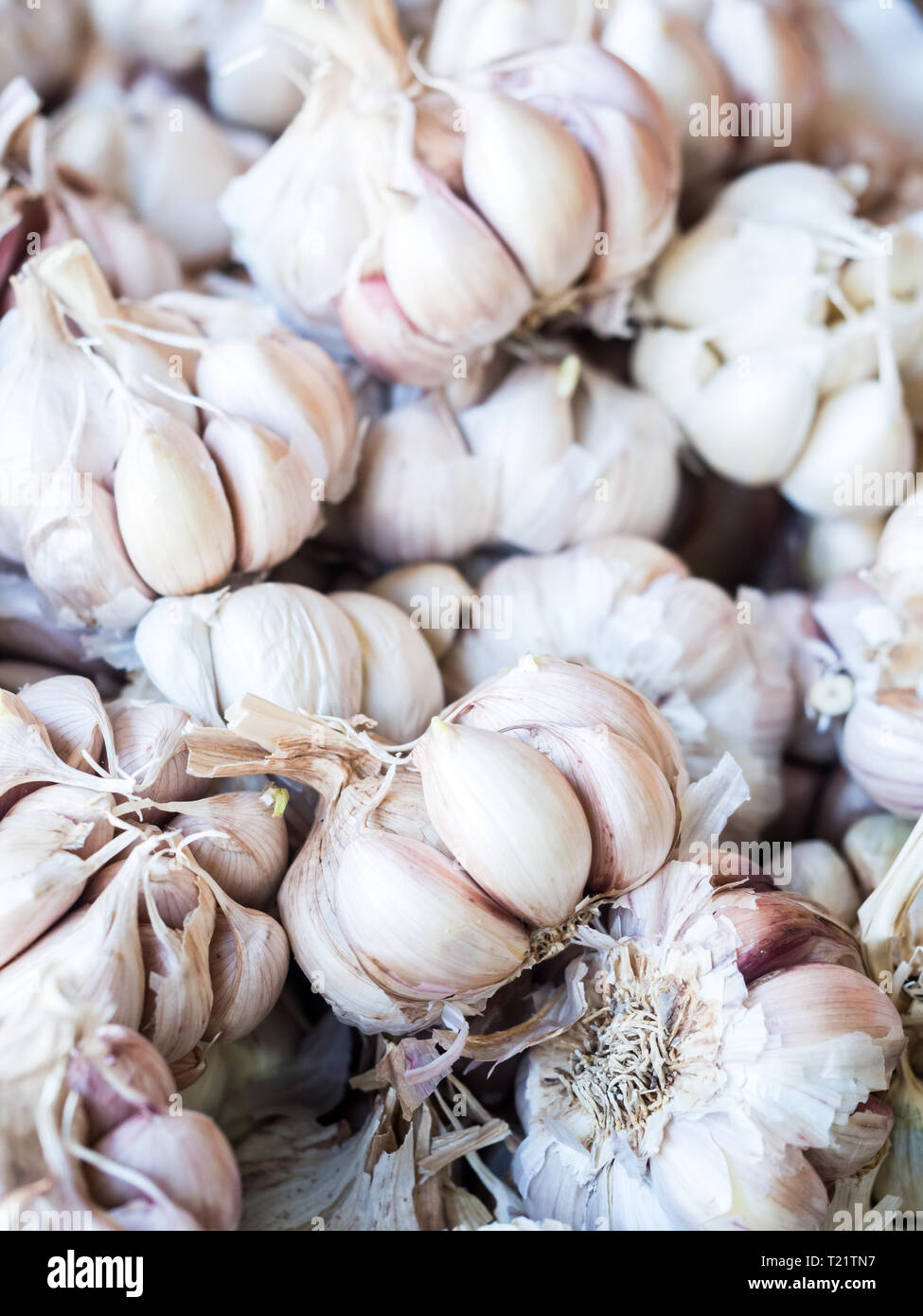 Aglio venduti su un mercato locale dell'isola di Madeira, Portogallo. Foto Stock