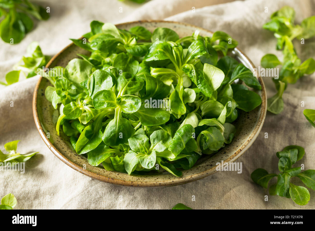 Materie organiche verde Mache rosette in una ciotola Foto Stock