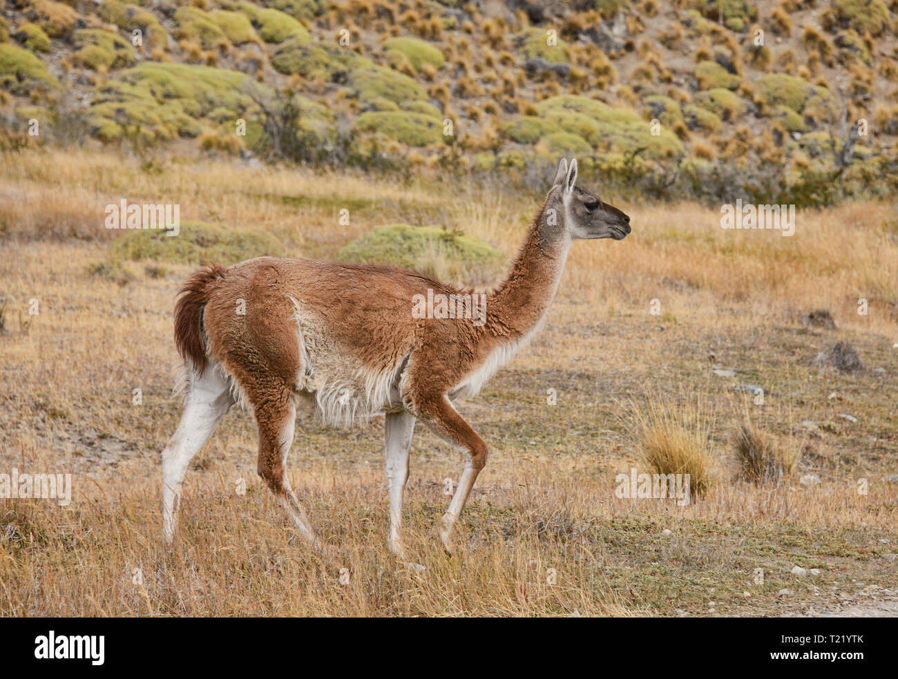 Wild guanaco in Patagonia Parco Nazionale, Aysen, Patagonia, Cile Foto Stock
