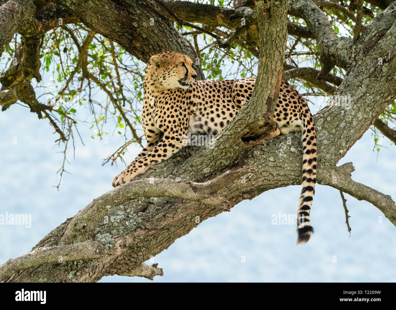 Un ghepardo, Acinonyx jubatus jubatus, si siede in una struttura ad albero in Masai Mara riserva nazionale, Kenya Foto Stock