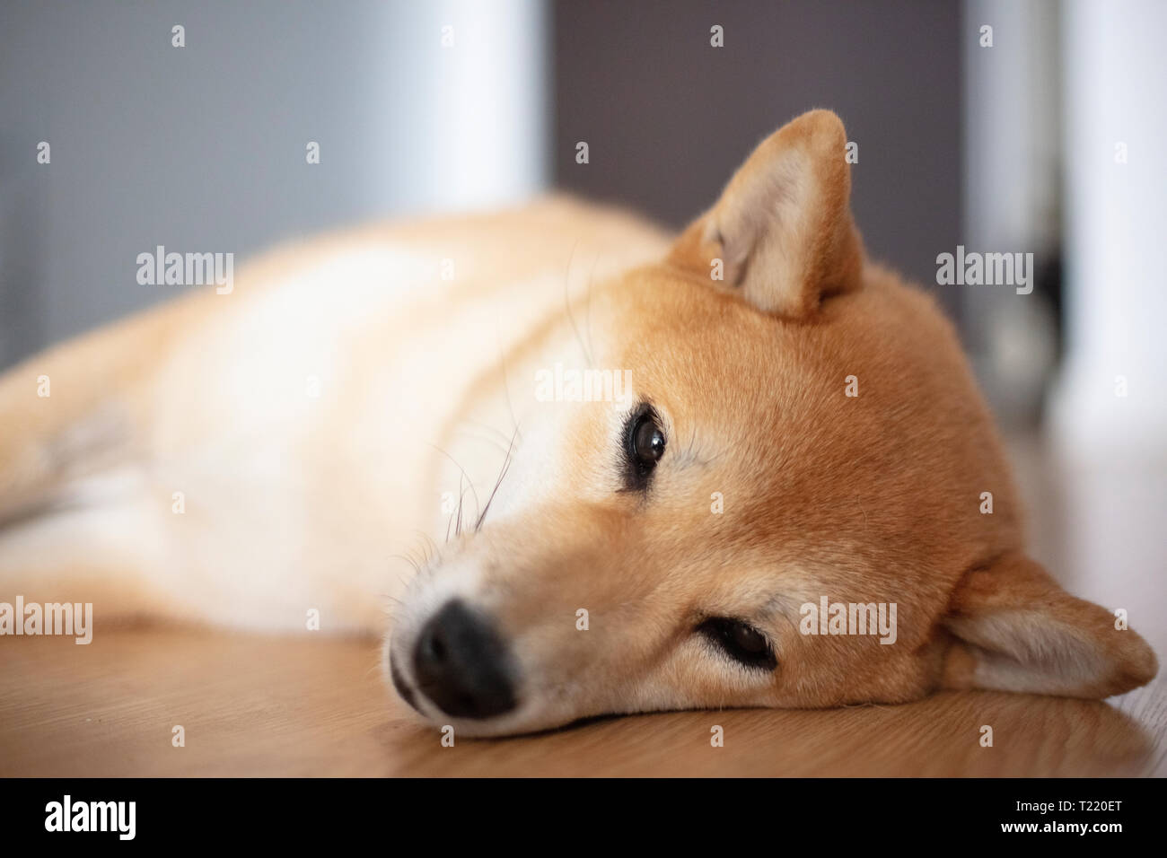 Shiba Inu cane dormire sul pavimento Foto Stock