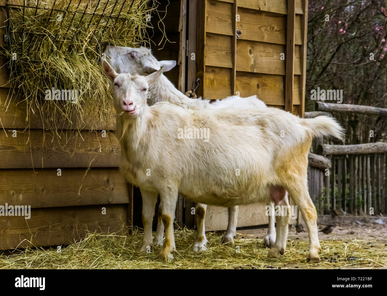 Bianco latte di capra un popolare olandese di razza ibrida, capra mangia fieno, l'alimentazione degli animali Foto Stock