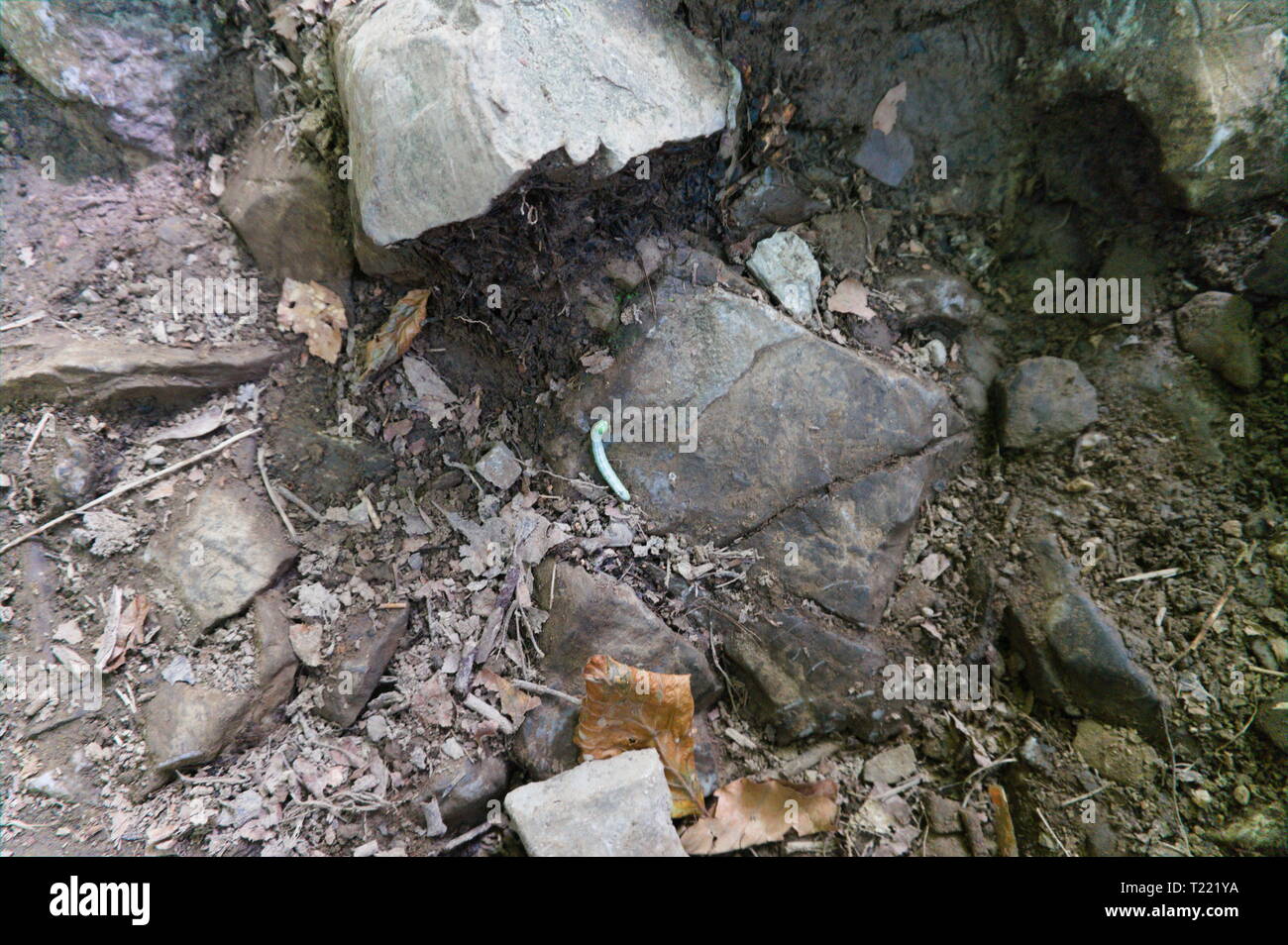 Caterpillar isolate su un sentiero escursionistico, sul cemento, pietra, nelle alpi, Germania Foto Stock