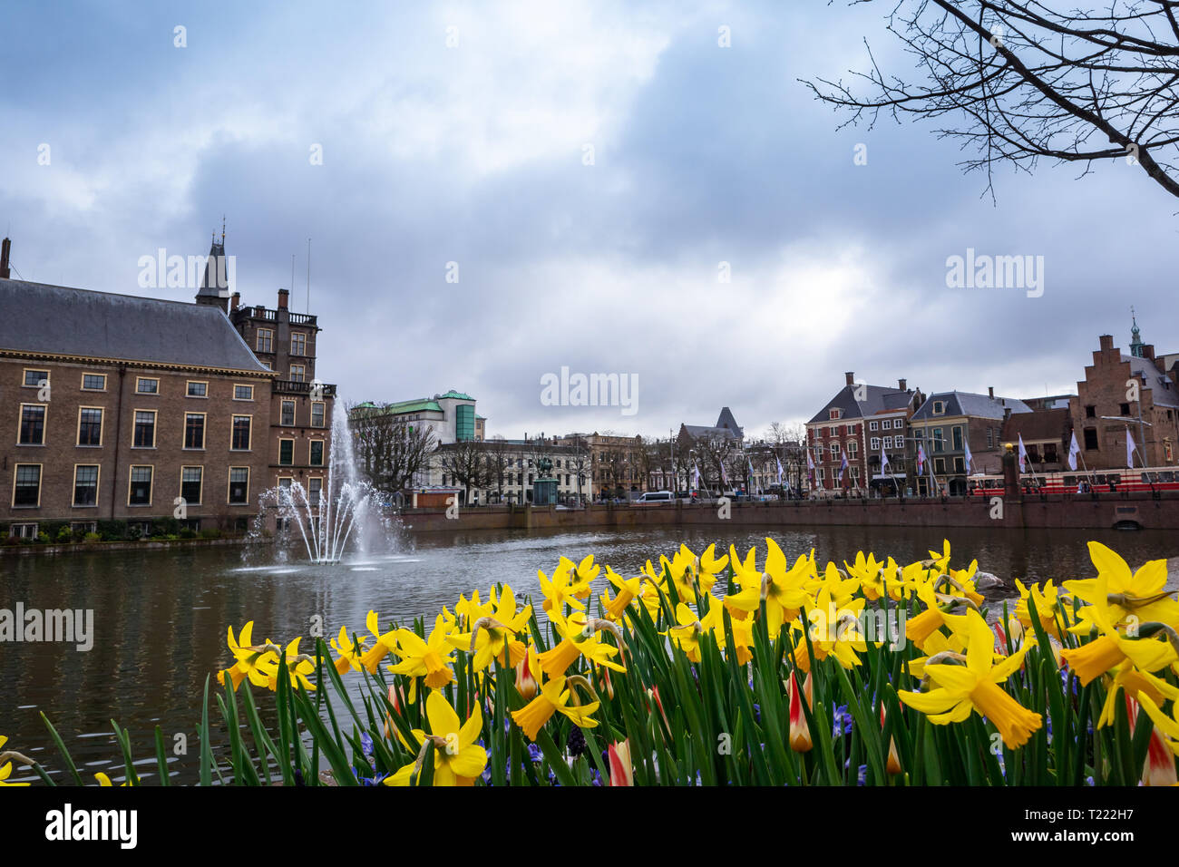 Un paesaggio colpo di fiore di primavera narcisi in fiore nel città di L'Aia, Paesi Bassi Foto Stock