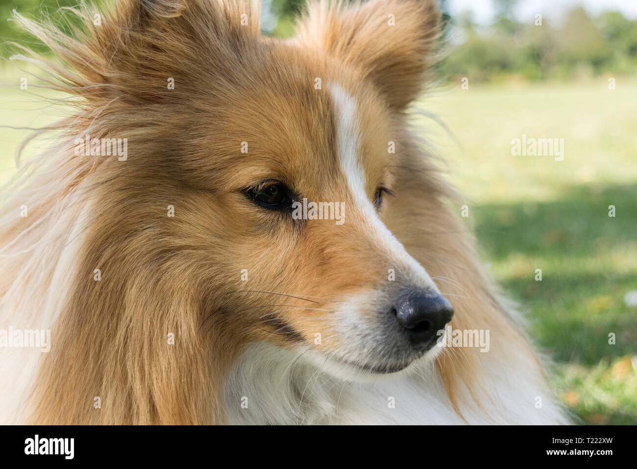 Ritratto Sheltie guardando alla destra del telaio Foto Stock