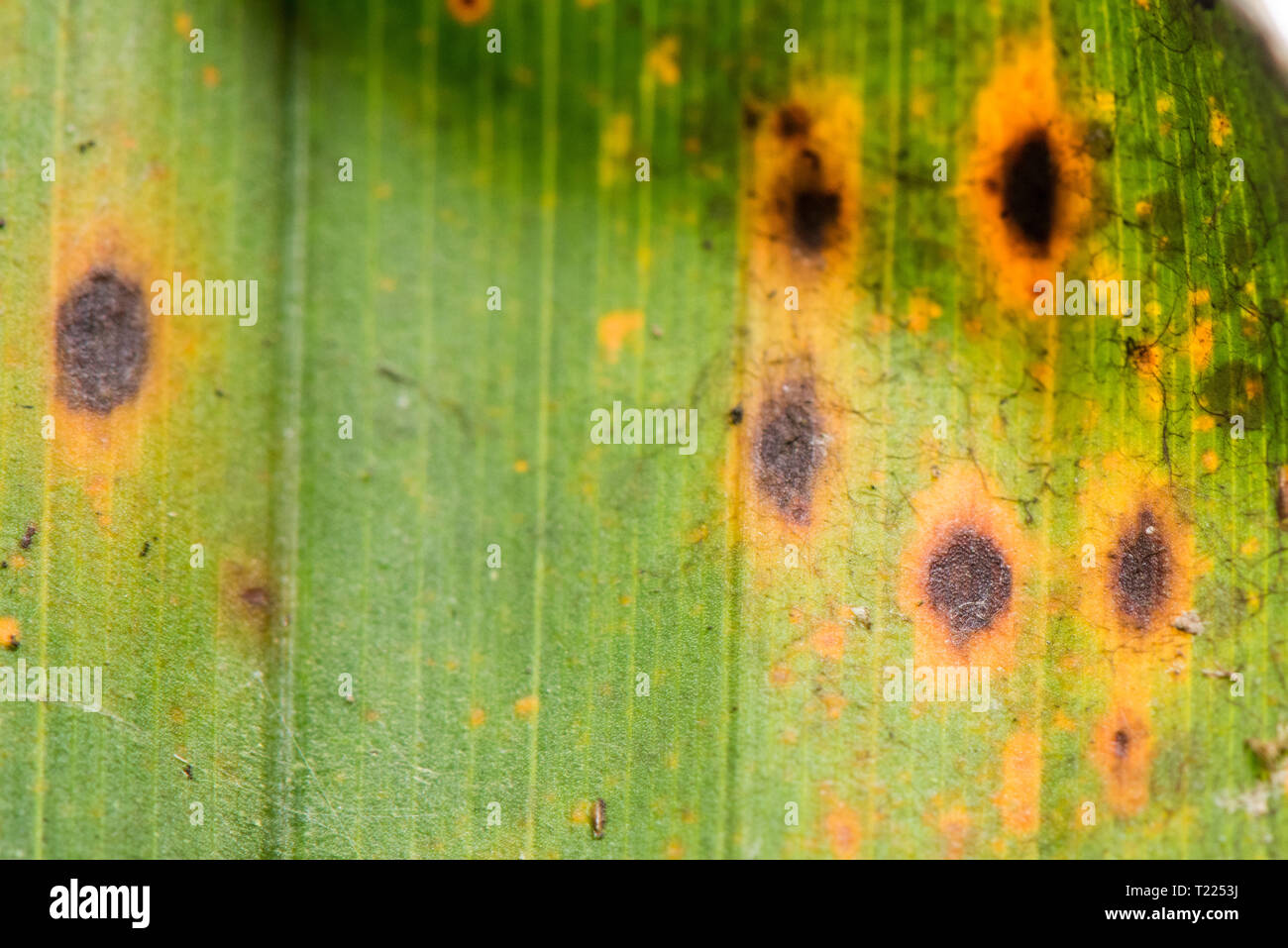 L'olio arancione palm spotting viroid e la sua abbreviazione è OOSVd. Un viroid è una lunghezza di RNA, molto minore del RNA del virus più piccolo. Foto Stock