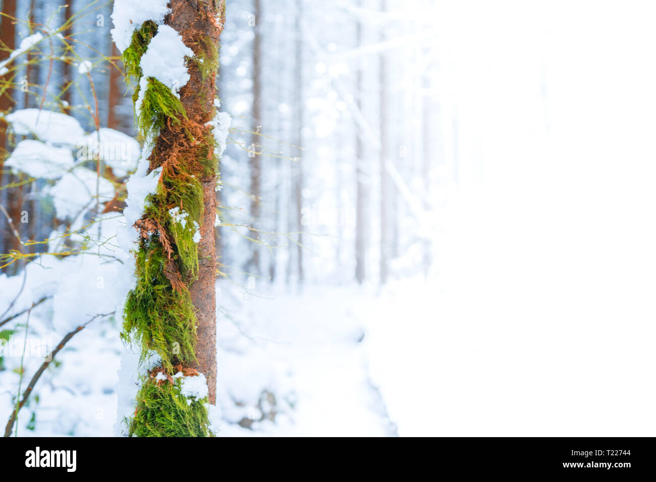 Marrone e verde muschio tronco di albero in primo piano con neve, scena invernale Dissolvenza al bianco per dare spazio per il testo (Copia spazio, uno spazio pubblicitario o sfondo). Foto Stock