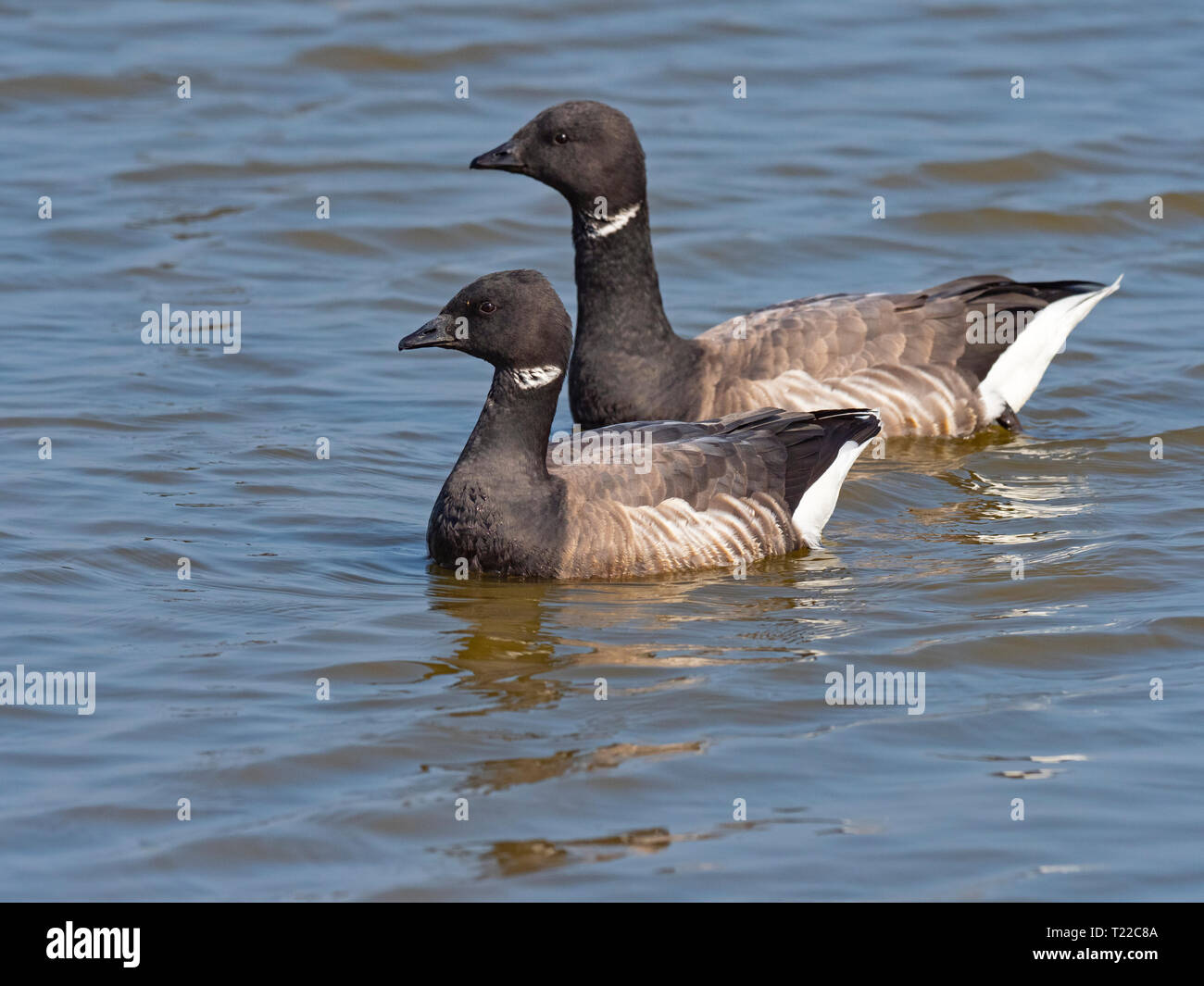 Brent oche Branta bernicla nel nuoto in creek Norfolk UK Winter Foto Stock