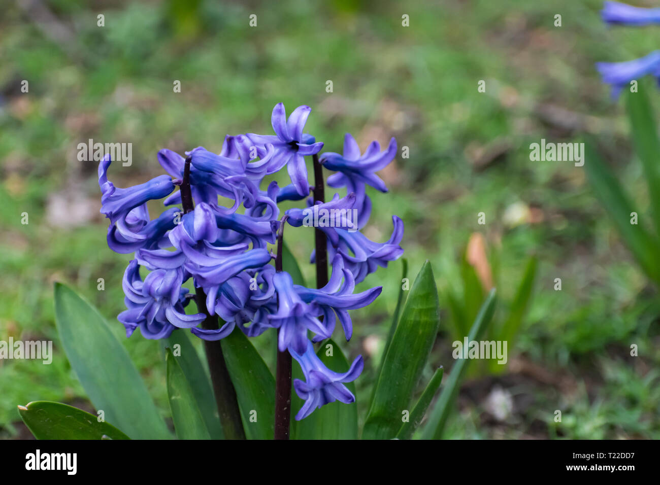 Giacinti legno: Spagnolo Blue-Bells in tedesco park. Velenoso indigo fiori e piante. Cervi fiori resistenti. Foto Stock
