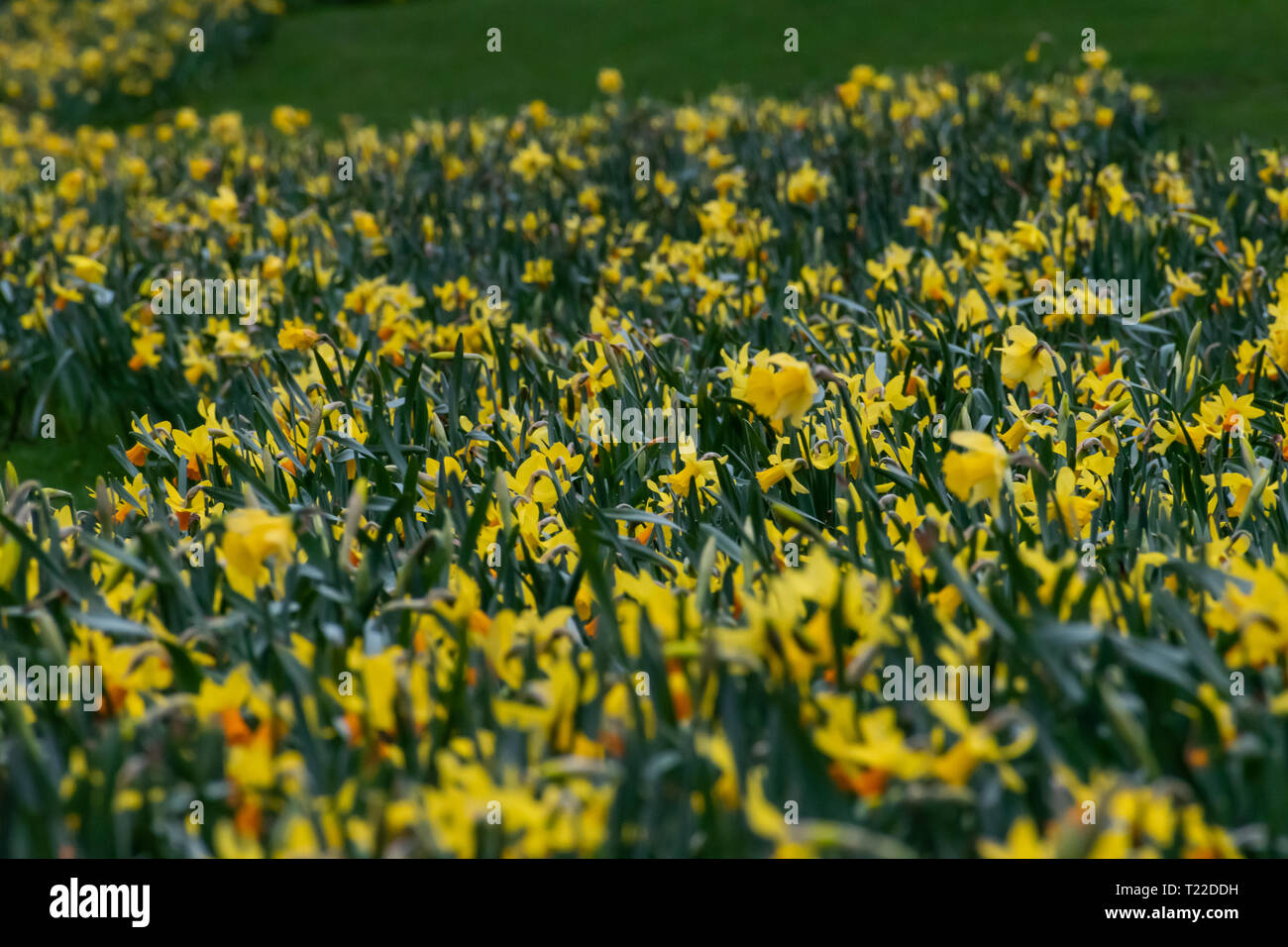 Fioritura di fiori gialli in tedesco il parco della città. Crescita naturale. Inizio di un nuovo anno. Foto Stock