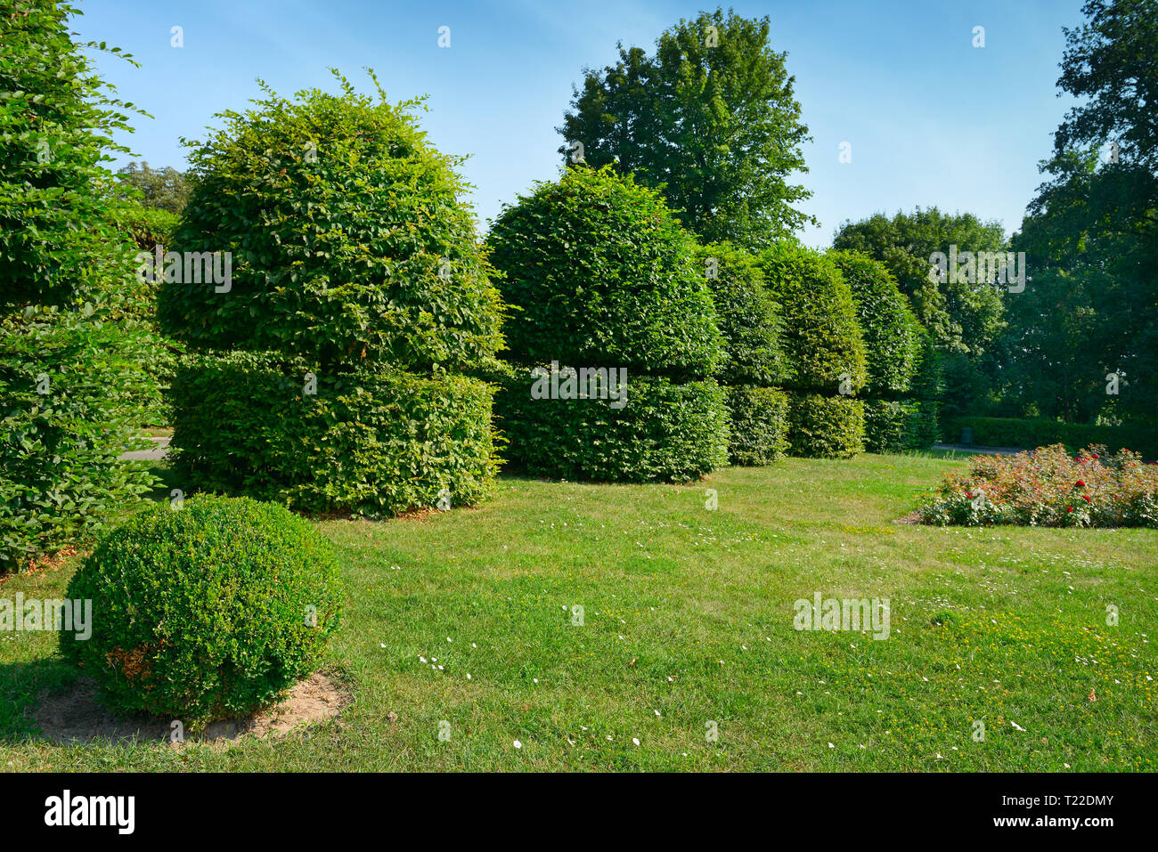 Siepi e arbusti ornamentali in estate il parco Foto stock - Alamy