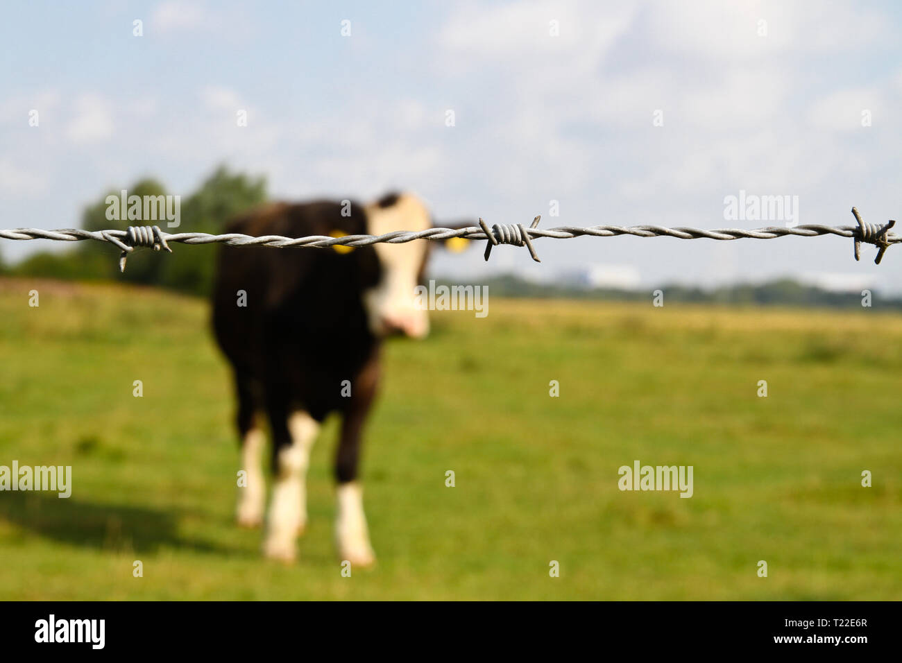 Mucca dietro al filo spinato sul prato verde Foto Stock