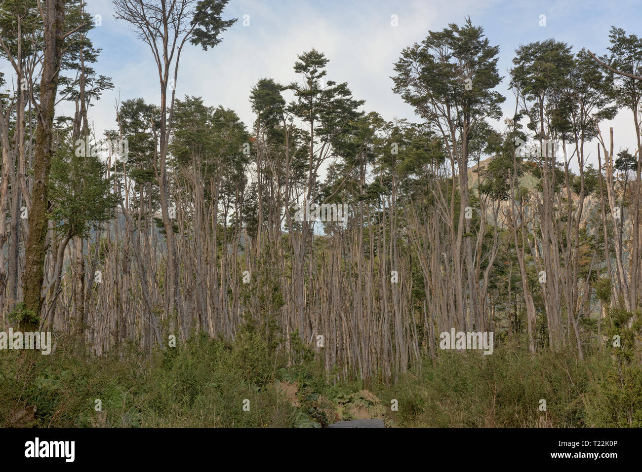 Lenga (faggi) foresta, Pumalin National Park, Patagonia, regione de los Lagos, Cile Foto Stock