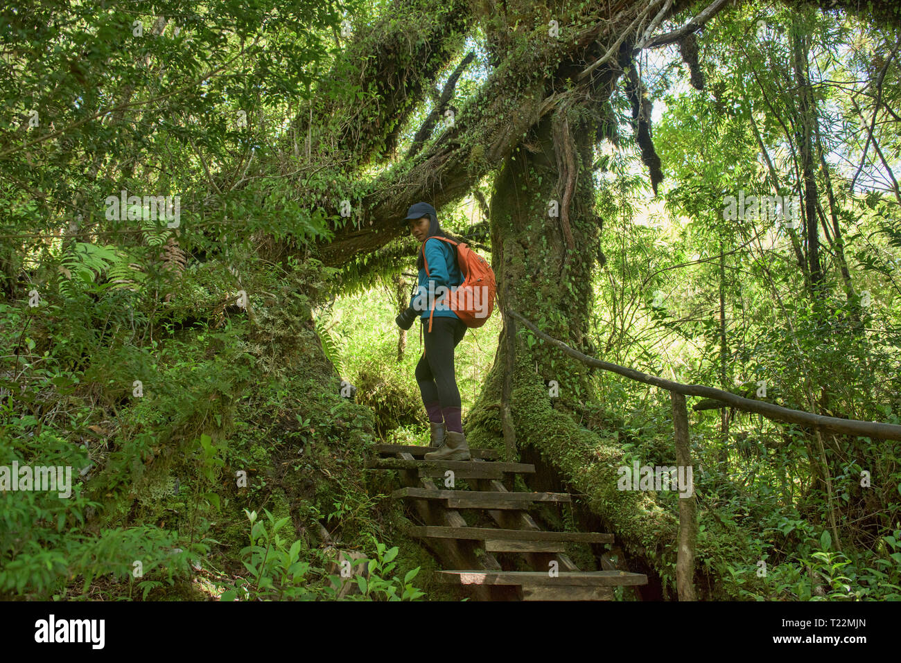 Il Trekking nella foresta, Cascadas trail, Pumalin National Park, Patagonia, regione de los Lagos, Cile Foto Stock