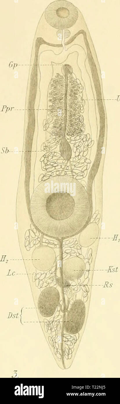 Immagine di archivio da pagina 98 del die Trematoden des Gebietes arktischen Die Trematoden des Gebietes arktischen dietrematodendes00odhn Anno: 1905 Odhner/Fauna rrematoden arctica. Coperchio.lA'.Taf.ir V 10. HS I,p âUt n â i' /â /;â Vil â Vd âff, - - Kst / Sa .....Ppr f Foto Stock