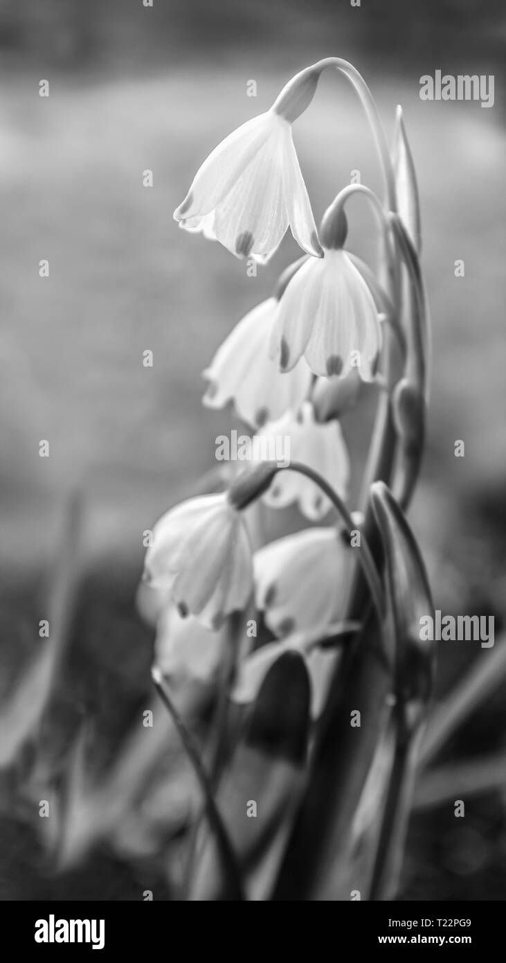 Bella snowdrop delicati fiori con i loro steli curvato in modo tale che i petali appeso come campane in un giardino. In bianco e nero Foto Stock