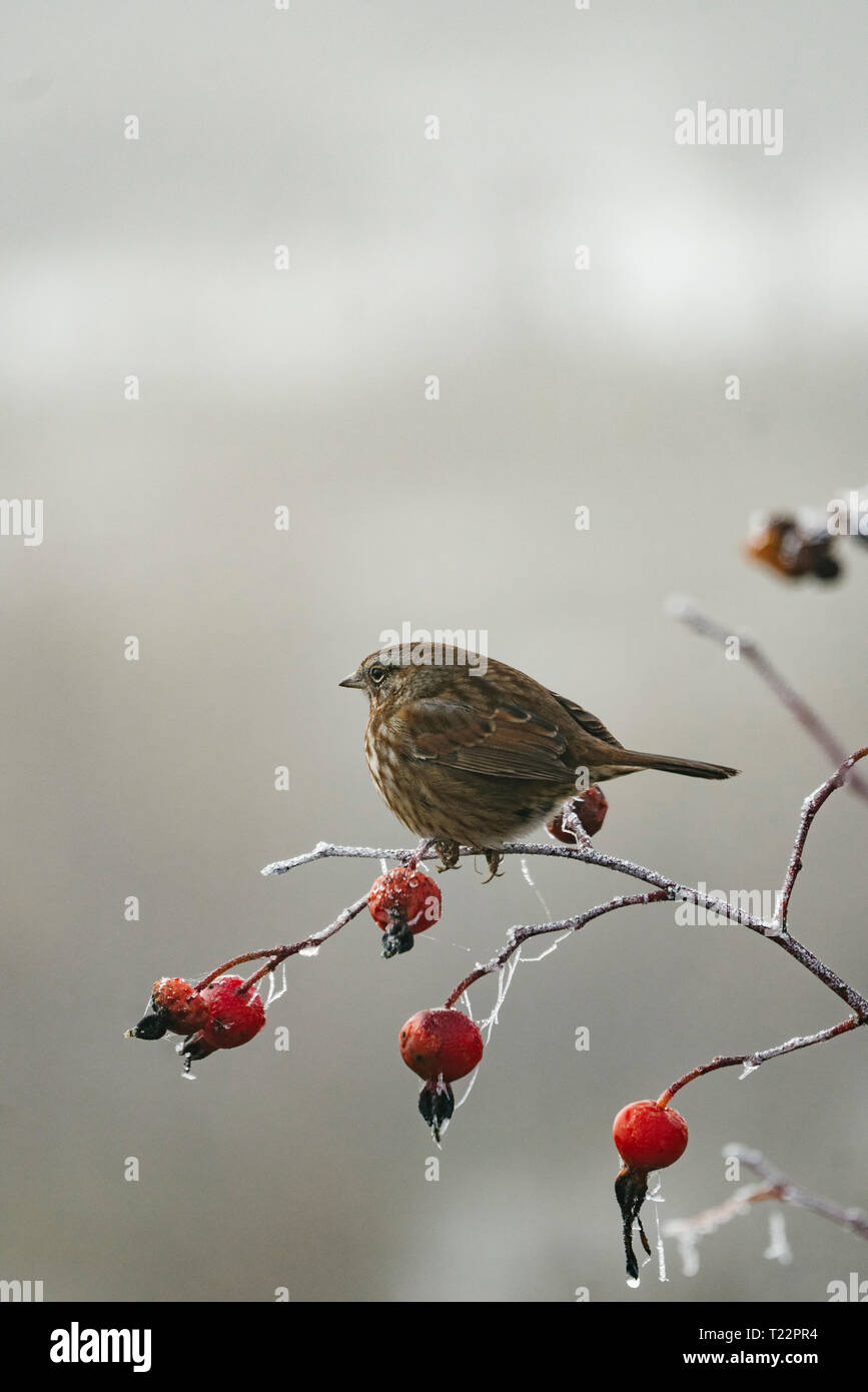 Un passero si siede su un ramo di congelati Foto Stock