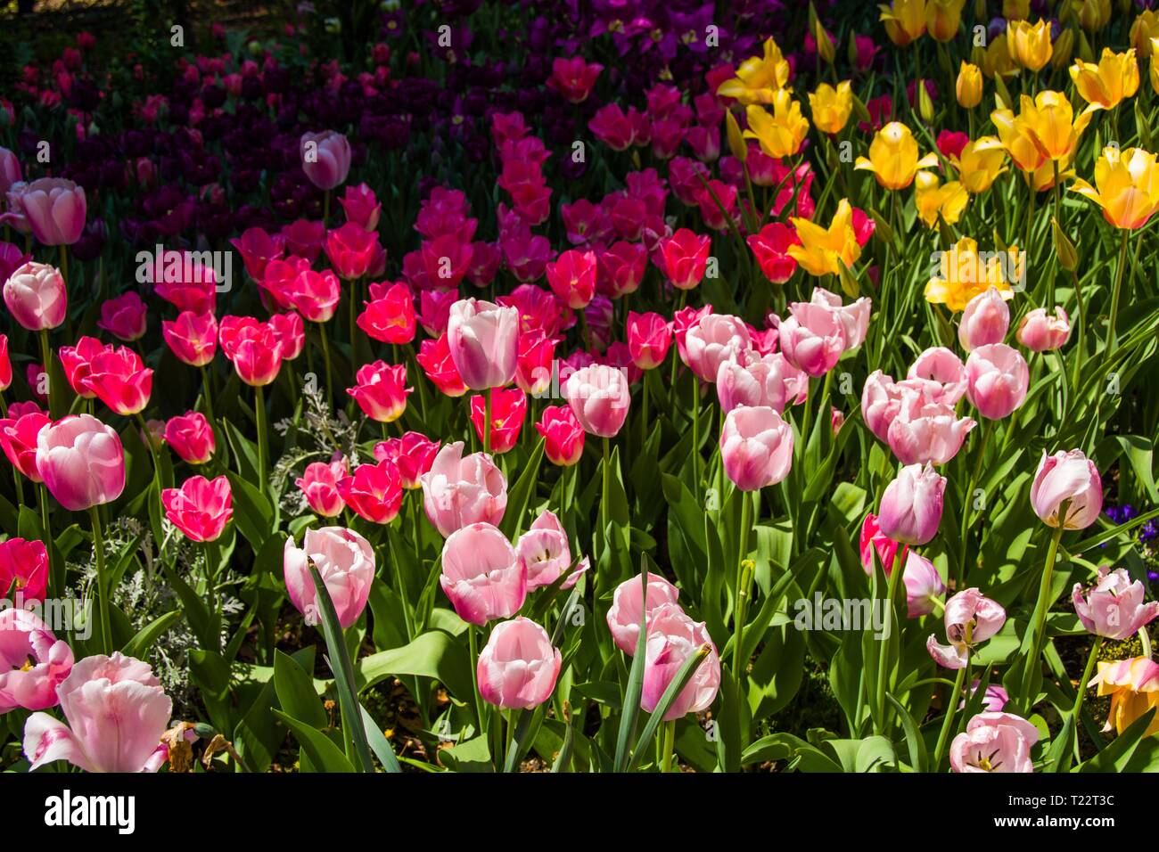 Bellissimi i tulipani di assortita varietà e colori al picco di fiorire in un letto di fiori a Descanso Gardens. Foto Stock