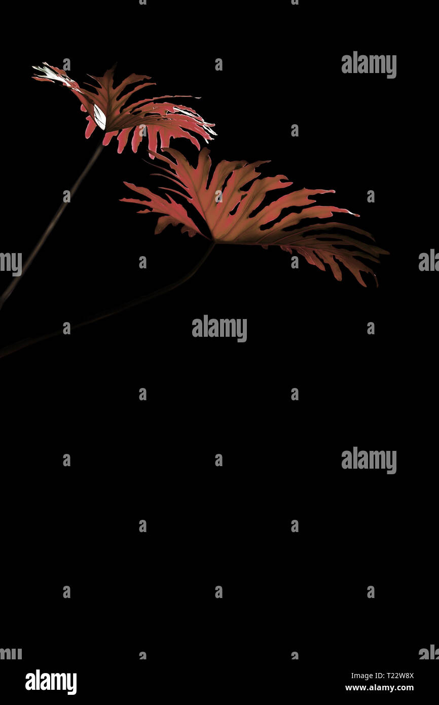 Fantasia di foglie di monstera virati al coralli viventi colore, isolati su nero. Foto Stock
