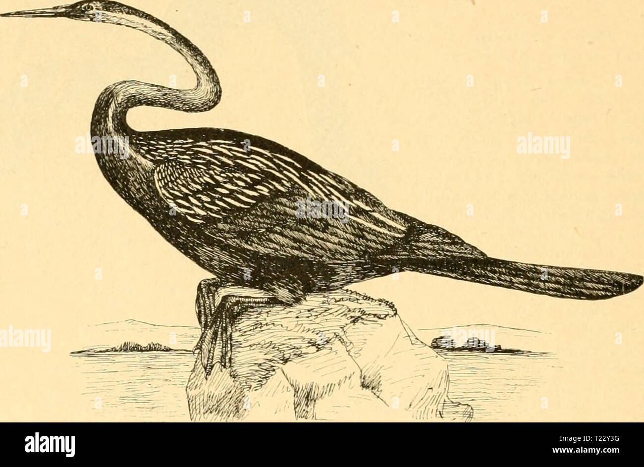 Immagine di archivio da pagina 33 del Die Vögel Deutsch-Ost-Afrikas (1894) Die Vögel Deutsch-Ost-Afrikas dievgeldeutsch00reic Anno: 1894 - 24 - 22. Sula capensis (Lcht.) - Kap-Tölpel Dysporus capensis Lcht. Verz. Doubl. 1823 p. 86. L. 900, F. 450-480 mm. Weiss, Schwingen und Schwanz schwarz. - Der Kap-Tölpel kommt auf Sansibar vor und dürfte auch noch an der Küste des Festlandes gefunden werden. 23. Phaeton rubricauda Bodd. - Tropikvogel Phaeton rubricauda Bodd. Tabl. PI. Eni. 1783 p. 57. L. 800-900 (bis zum Ende der langen Schwanzfedern), F. 330-350 mm. Weiss mit rosigem Anflug, vor dem Auge ein sc Foto Stock