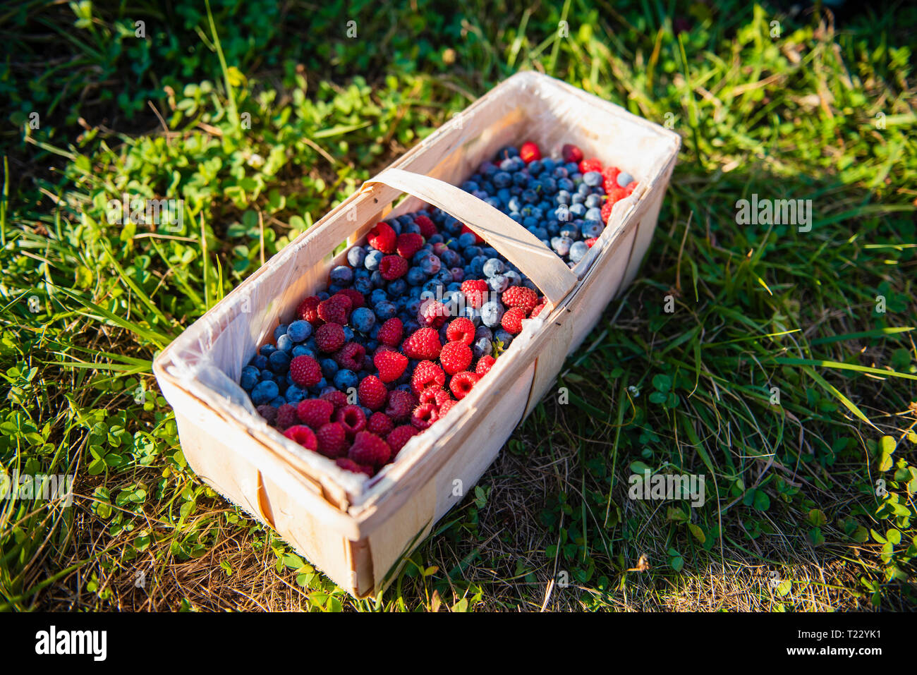 Stecca paniere di appena raccolto i frutti di bosco Foto Stock