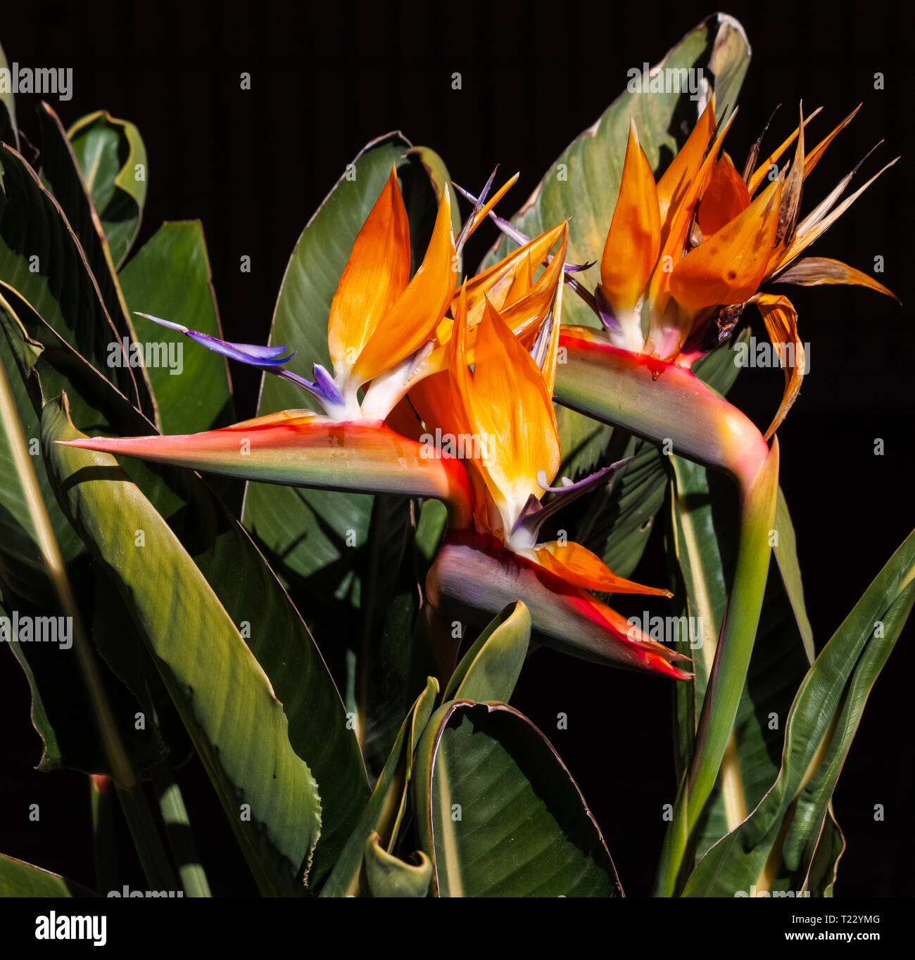 Coloratissimo uccello del paradiso fiori closeup isolata contro un verde scuro dello sfondo in foglia Foto Stock