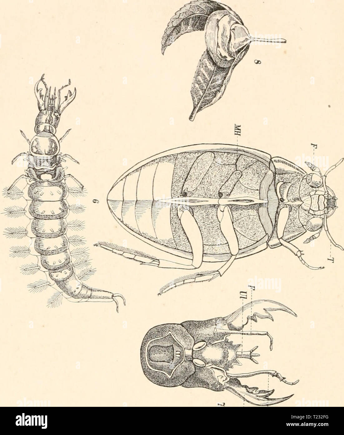 Immagine di archivio da pagina 81 del die Tier- und Pflanzenwelt des Die Tier- und Pflanzenwelt des SÃ¼sswassers : EinfÃ¼hrung in das Studium derselben dietierundpflanz02zach Anno: 1891 66 Kerfe und Kerflarven des Wassers sÃ¼ssen. Kennzeichen un unserem Vertreter oder un irgend einem circuizione Verwandten, così lange er im Wasser ist, aufsuchen, kann einem CL Â"&GT; d 'Ln. p td 1 N -i rt v 3 < 5' o < o Ci' ri Sr n un Q* rr s- 3 Ã¶" CL ?? M à t -1 C: n ?r PP p iz; 1 3 una SJ f5 ' >T] c' -t 1 3 1 à 1 n- J PN â ? 3 ' 3 â¢tI o 3* 3 1 g [/5 a -t n C 3- o: â¢5' l-l 1 D. m p ;â€Â" 1 -I < 0 3 â Foto Stock