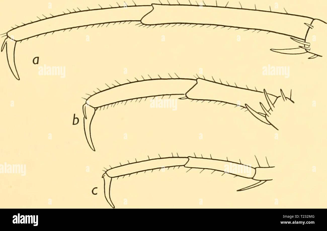 Archivio immagine dalla pagina 82 della scoperta dei report (1932) Discovery discoveryreports report06inst Anno: 1932 NYMPHONIDAE terza gamba relativamente breve e setose; la lunghezza della setae su ciascuna tibia e all'estremità distale del femore è uguale al diametro del segmento. Secondo coxa come lungo come la somma del primo e del terzo (dorsale misurazioni). Tre o quattro alti ampia premistoppa tubercoli su metà superficie ventrale del femore, il quale è uguale alla seconda tibia; prima della tibia il più lungo tratto (vedere tabella III). Tarso minore propodus; griffa inferiore a metà della lunghezza di quest'ultimo; ausiliari ben sviluppato Foto Stock