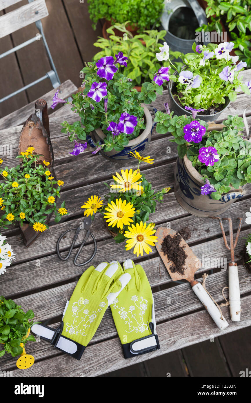 Diversi fiori estivi e utensili da giardinaggio sul tavolo da giardino Foto  stock - Alamy