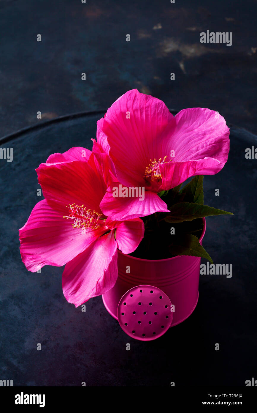 Ibisco rosa fiorisce in una piccola rosa annaffiatoio sul terreno scuro Foto Stock