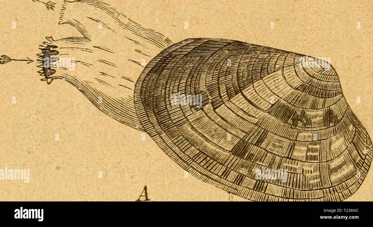 Immagine di archivio da pagina 213 di morire Weich- und Schaltiere gemeinfasslich Die Weich- und Schaltiere gemeinfasslich Dargestellt dieweichundschal00mart Anno: 1883 206 fledig. '.Iielc 5(rten in alkn 9}?eeren, nur in oen 9orben jeltett. ®te bilbcn üerfctebene, leidet fenntlide Unterabteilungen, urd d)x fd)n)annuncio)e 90ante(6ud}t unb linsenförmige fladje (SD)Alen, oft mitbiöer- gierenber Mptnr, fnüpft Circe, f)au|)t]ädIi( tropifd), nod[) una lucina unb bereu 'Ivcrttianbte un. Artemis, ebenfaK§ linfenför- inig, aber uiei unb nur mit fouientrifcer SMptur, jeigt ba- Js'lQ' 164. (Maschera. 140.) ''Z '; nastri Foto Stock