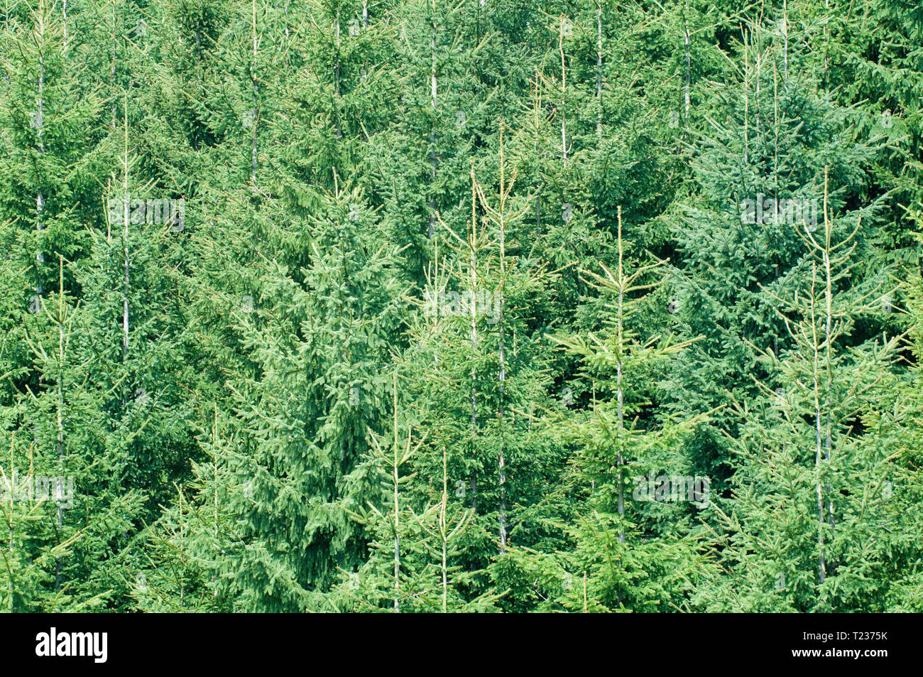 Foresta di Pini di sfondo, deep focus. Foto Stock