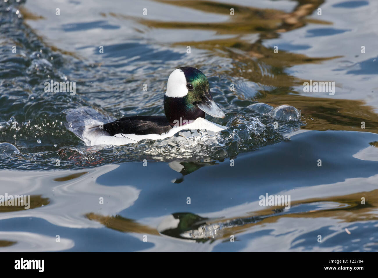 Maschi di anatra Bufflehead a Vancouver BC Canada Foto Stock