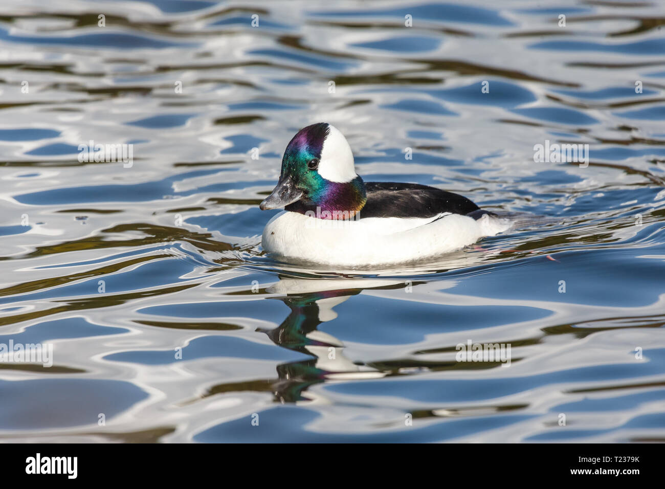 Maschi di anatra Bufflehead a Vancouver BC Canada Foto Stock